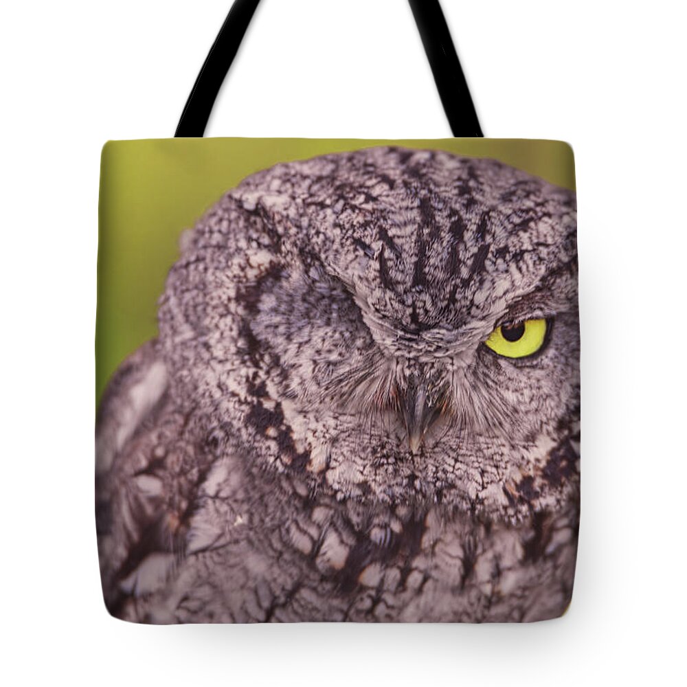 Animal Tote Bag featuring the photograph Screech Owl by Brian Cross