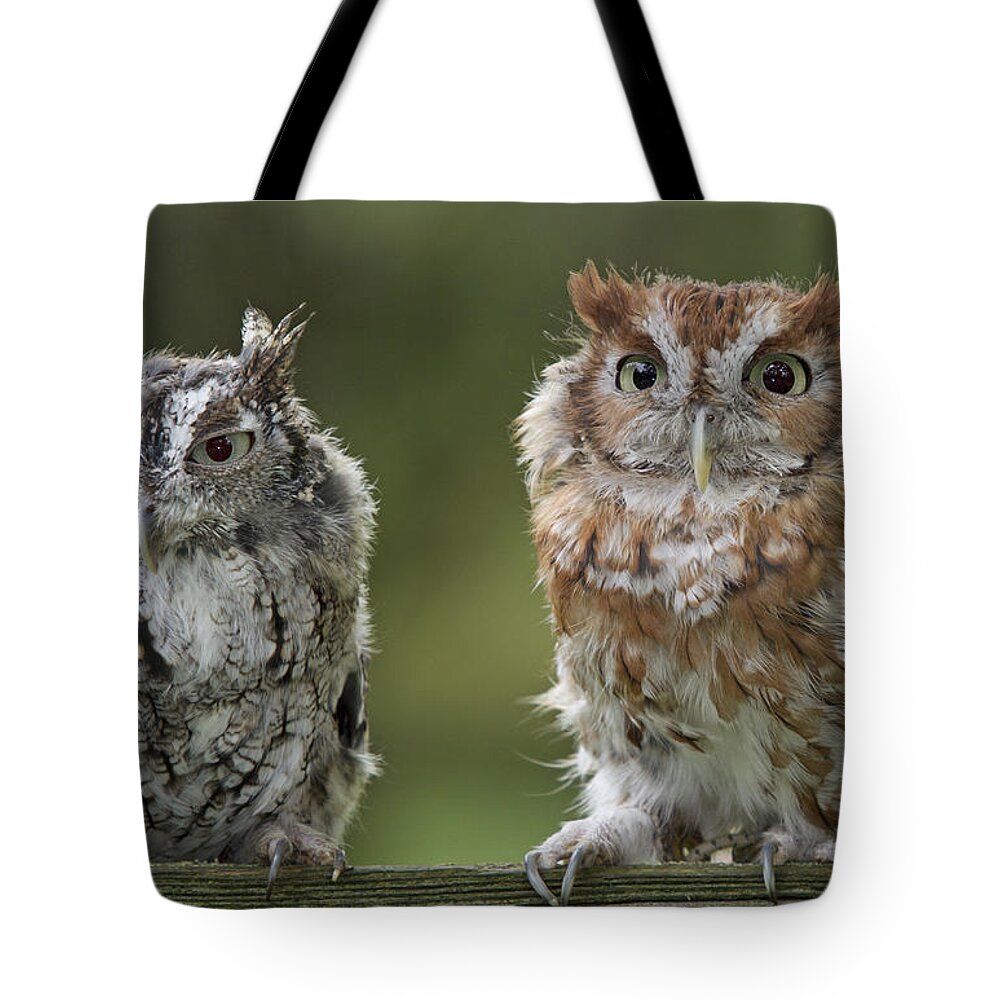 Screech Tote Bag featuring the photograph Screech Owl Pair by Jack Nevitt