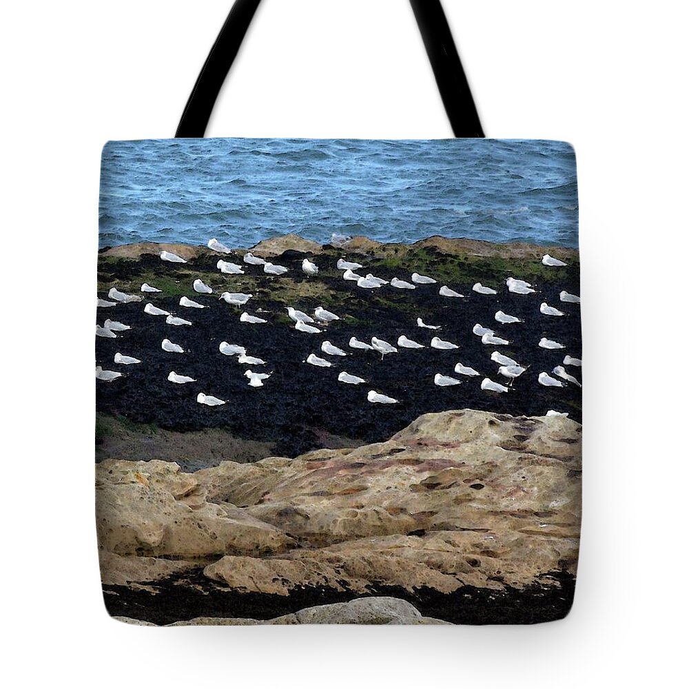 Scenic Tote Bag featuring the photograph Sea Birds at Rest by Coke Mattingly