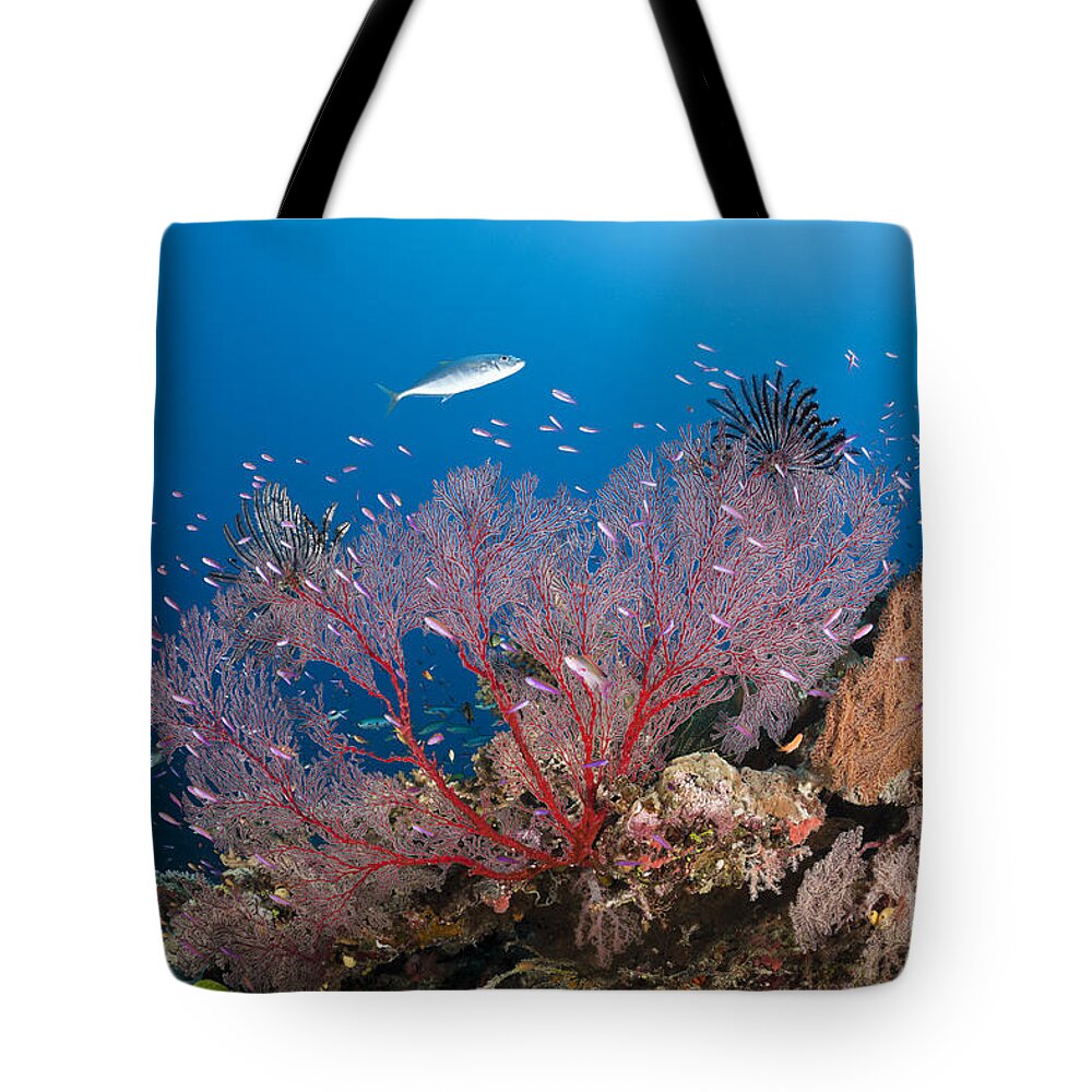 Sea Fan Tote Bag featuring the photograph Sea Fan On Reef, Fiji by Reinhard Dirscherl