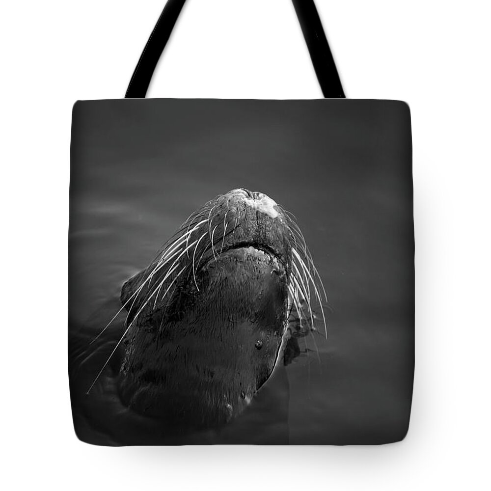 Wildlife Tote Bag featuring the photograph Sea Lion V BW by David Gordon