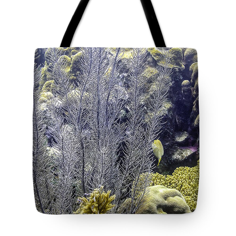 Sea Plumes Coral Tote Bag featuring the photograph Sea Plumes Coral 2 by Perla Copernik