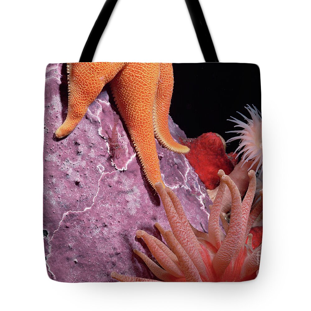 Mp Tote Bag featuring the photograph Sea Star and Anemones Baffin Isl by Flip Nicklin