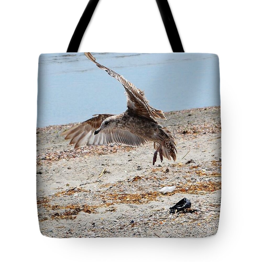 Beach Tote Bag featuring the photograph Seagull and Shadow by Dani McEvoy