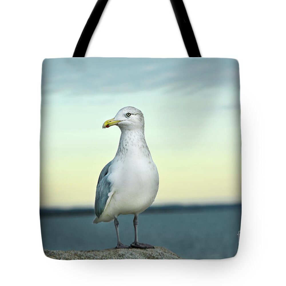 Seagull Tote Bag featuring the digital art Seagull at Dusk by Dianne Morgado
