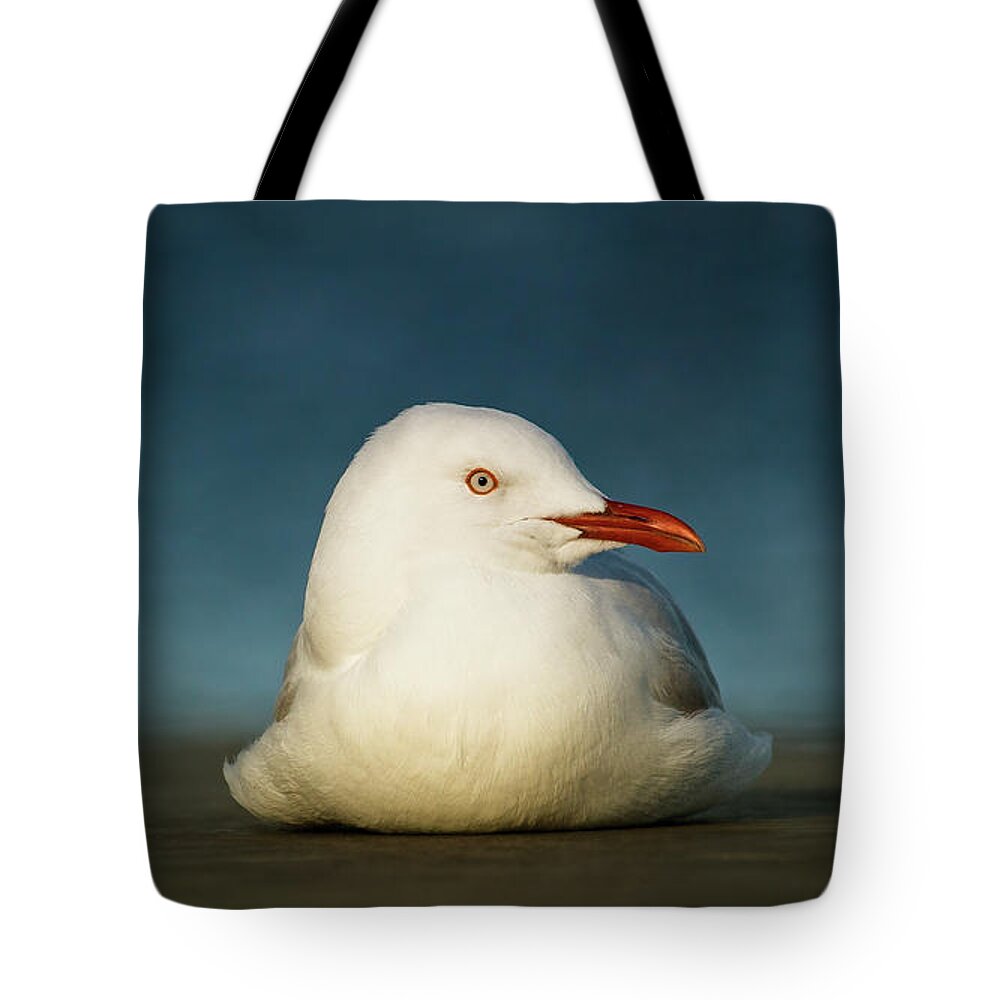 Seagulls Tote Bag featuring the digital art Seagull Portrait 0021 by Kevin Chippindall