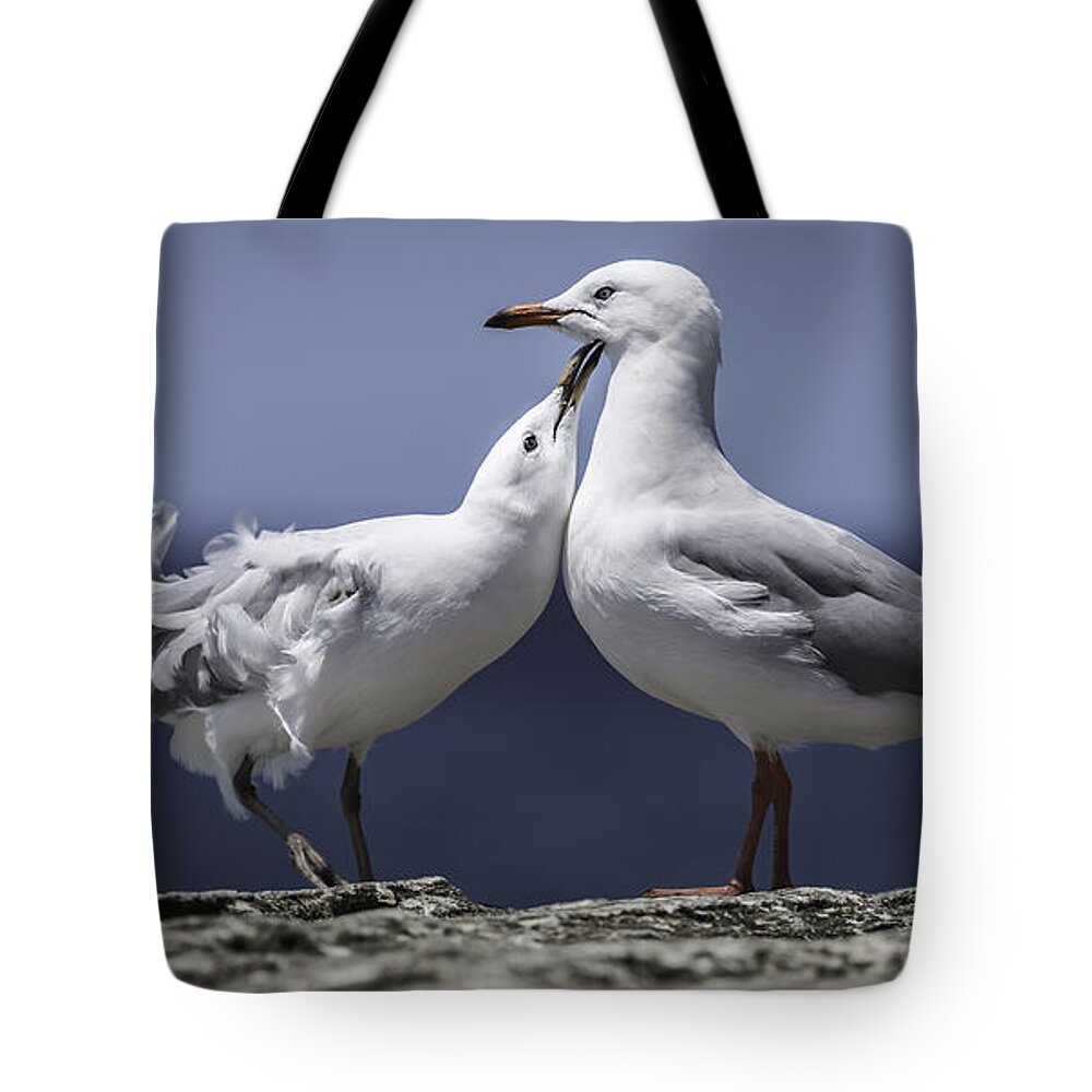 Seagulls Tote Bag featuring the photograph Seagulls by Chris Cousins