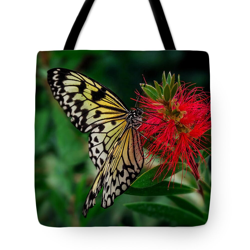 Insects Tote Bag featuring the photograph Searching for Nectar by Nick Bywater