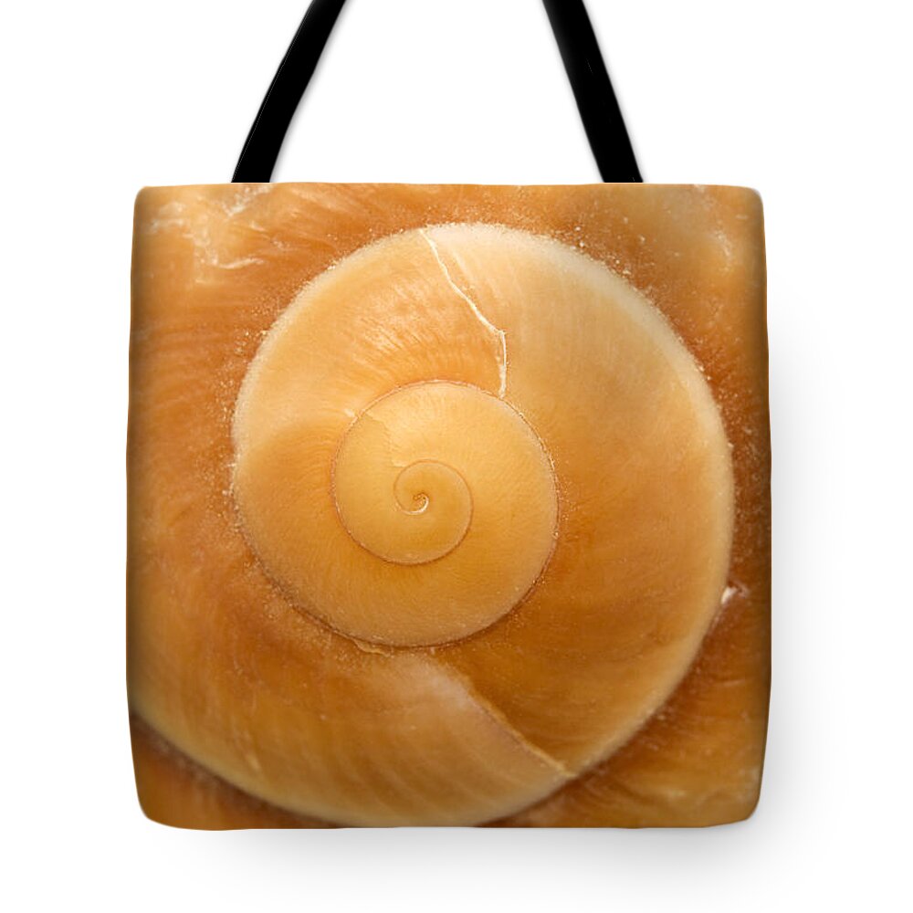 Macro Tote Bag featuring the photograph Seashell by Fabrizio Troiani