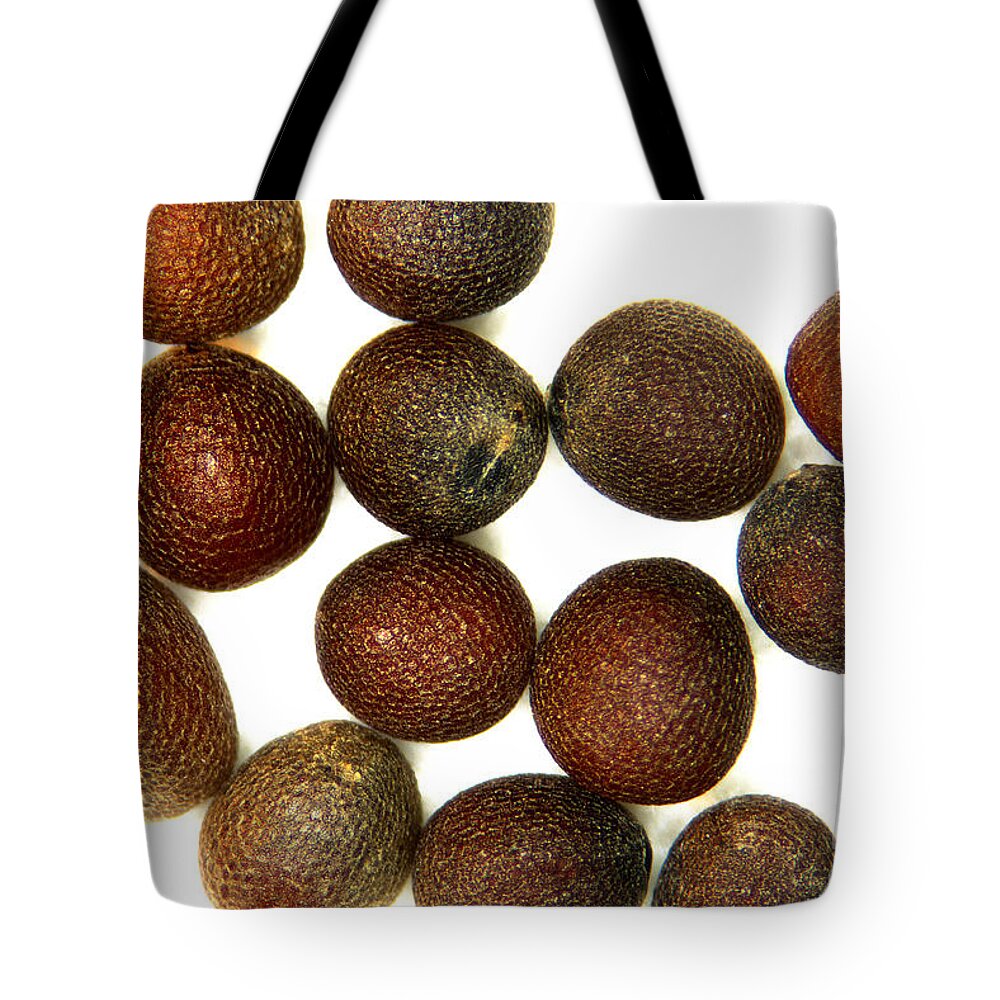 Seeds Tote Bag featuring the photograph Seeds Of Brassica Juncea by Scimat
