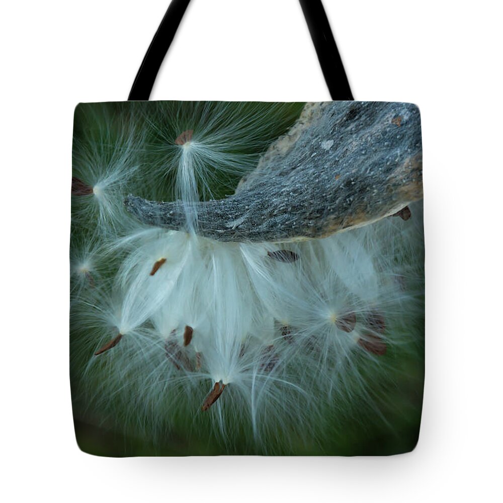 Seeds Tote Bag featuring the photograph Seeds of Hope by Pravin Sitaraman