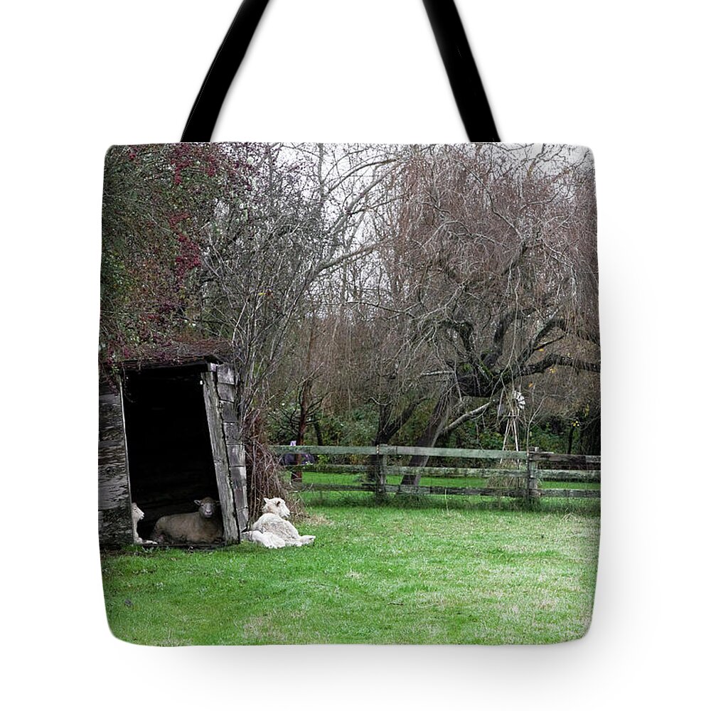 Sheep Family Tote Bag featuring the photograph Sheep Shed by Lorraine Devon Wilke