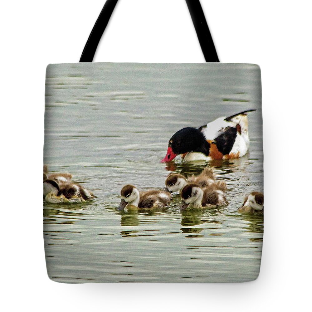 Shelduck Tote Bag featuring the photograph Shelduck and Young by Jeff Townsend