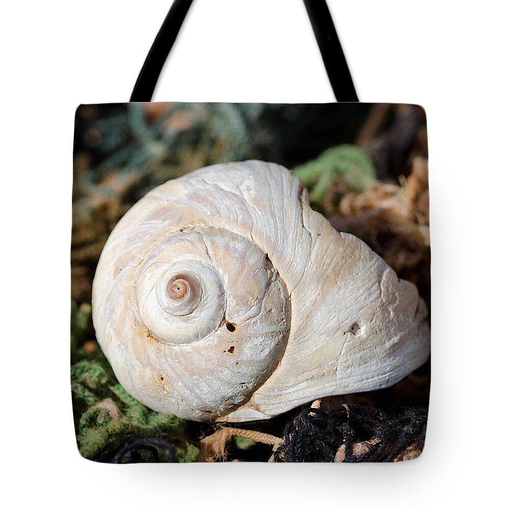Sea Shell Tote Bag featuring the photograph Shell Net 1 by WB Johnston