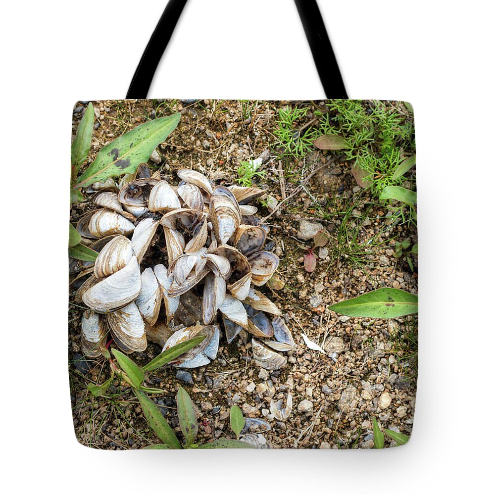 Shell Tote Bag featuring the photograph Shells of freshwater mussels by Michal Boubin