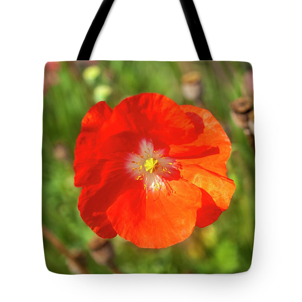 Shirley Poppy Tote Bag featuring the photograph Shirley Poppy 2018-10 by Thomas Young