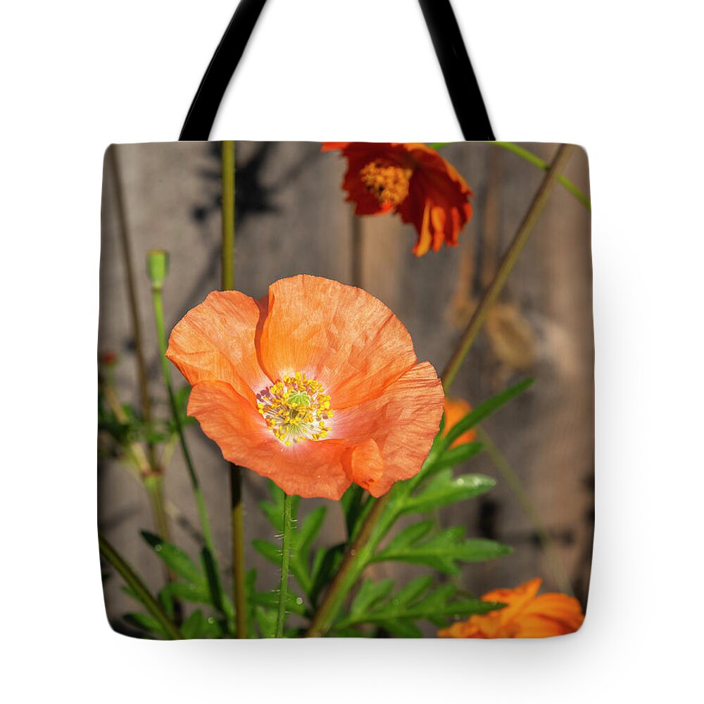 Shirley Poppy Tote Bag featuring the photograph Shirley Poppy 2018-12 by Thomas Young