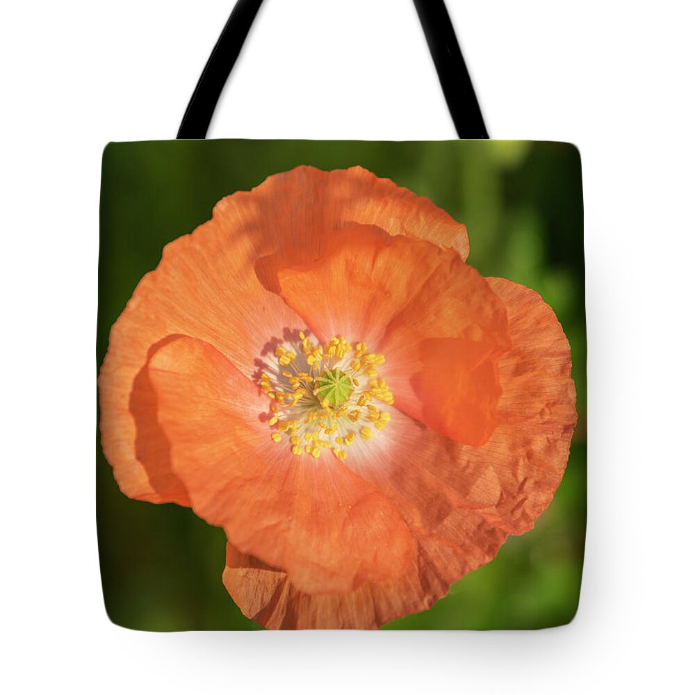 Shirley Poppy Tote Bag featuring the photograph Shirley Poppy 2018-13 by Thomas Young