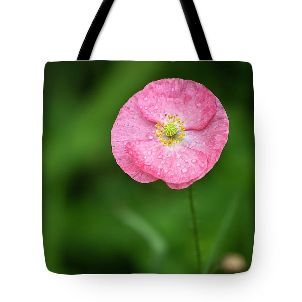 Shirley Poppy Tote Bag featuring the photograph Shirley Poppy 2018-6 by Thomas Young