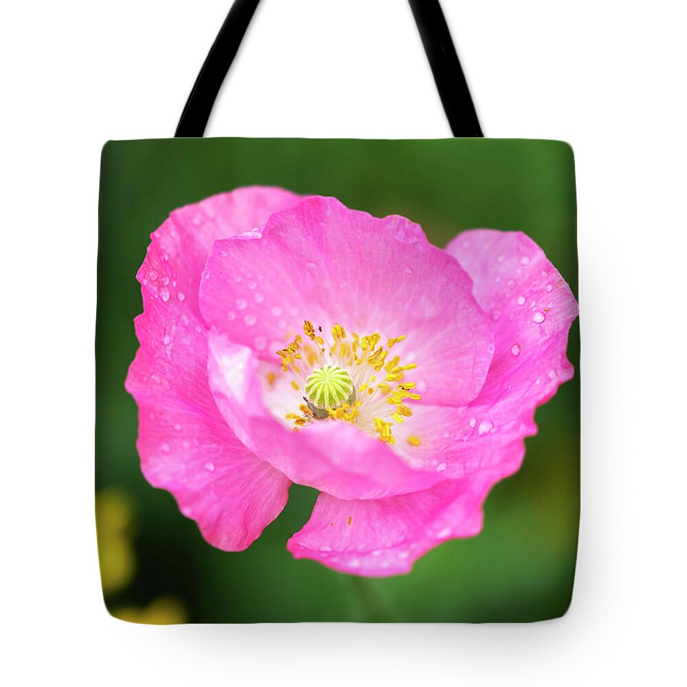 Shirley Poppy Tote Bag featuring the photograph Shirley Poppy 2018-7 by Thomas Young