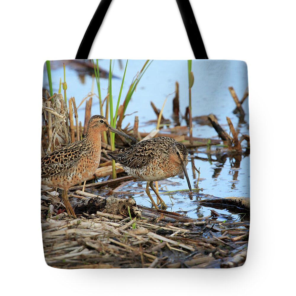 Gary Hall Tote Bag featuring the photograph Short-billed Dowitchers by Gary Hall