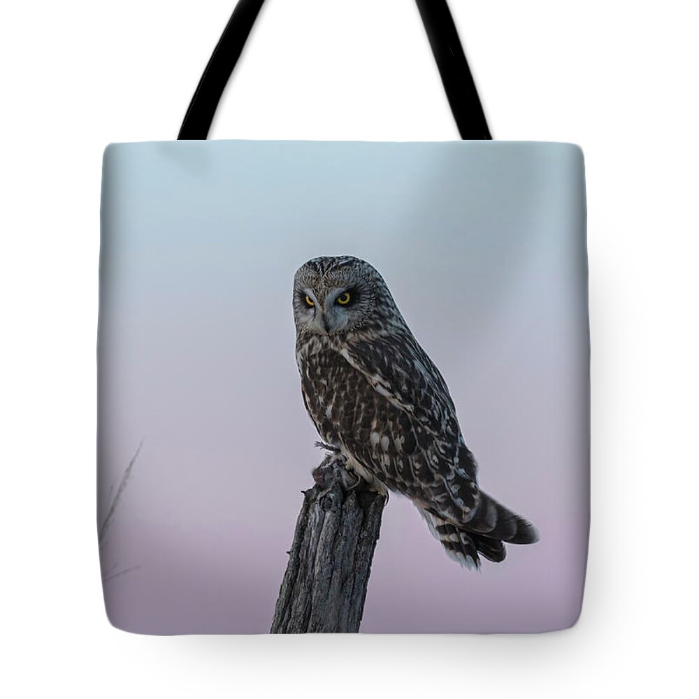 Short-eared Owl Tote Bag featuring the photograph Short-eared Owl 2018-4 by Thomas Young