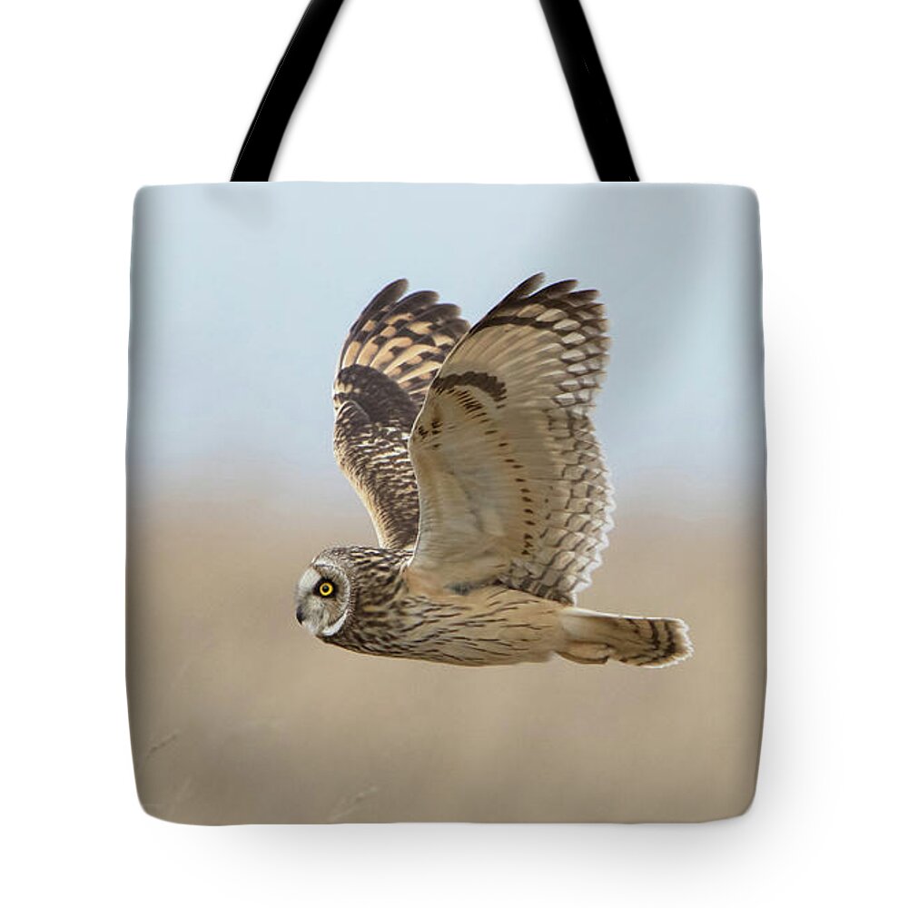 Short Tote Bag featuring the photograph Short-Eared Owl Hunting by Pete Walkden