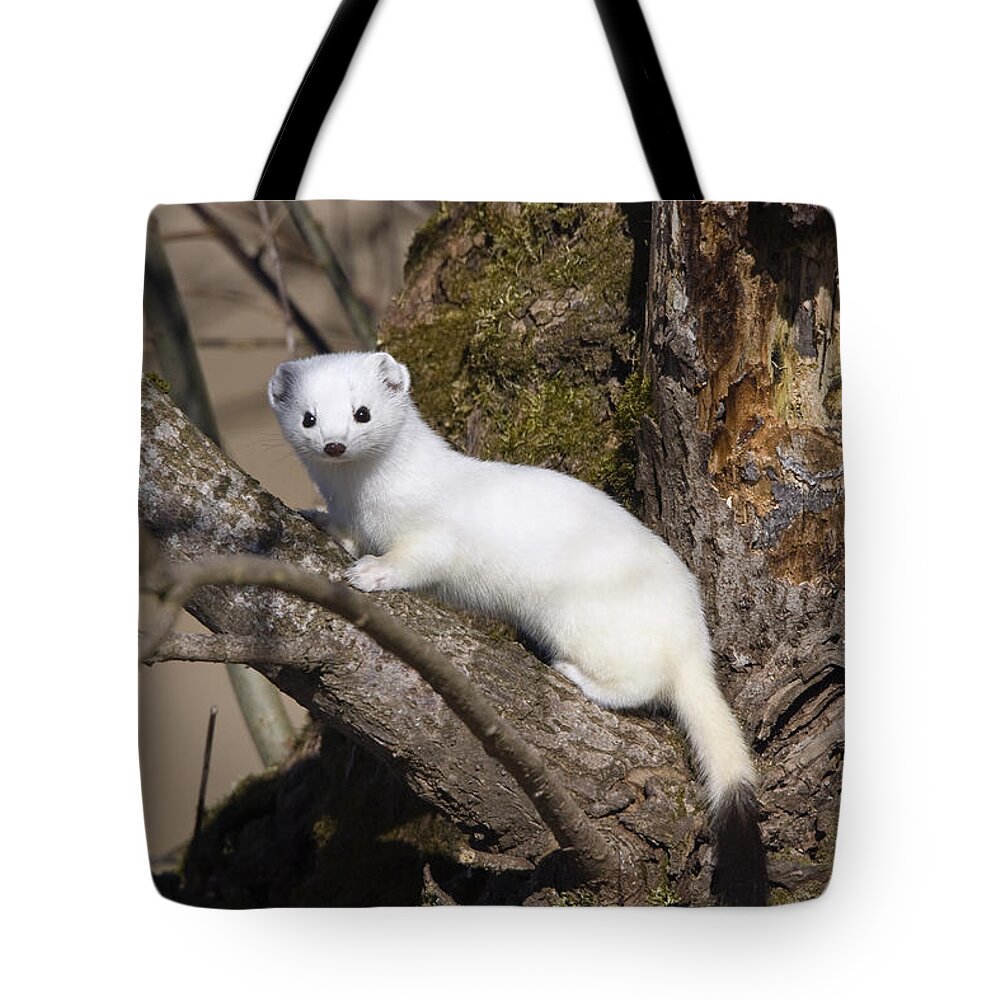 Mp Tote Bag featuring the photograph Short-tailed Weasel Mustela Erminea by Konrad Wothe