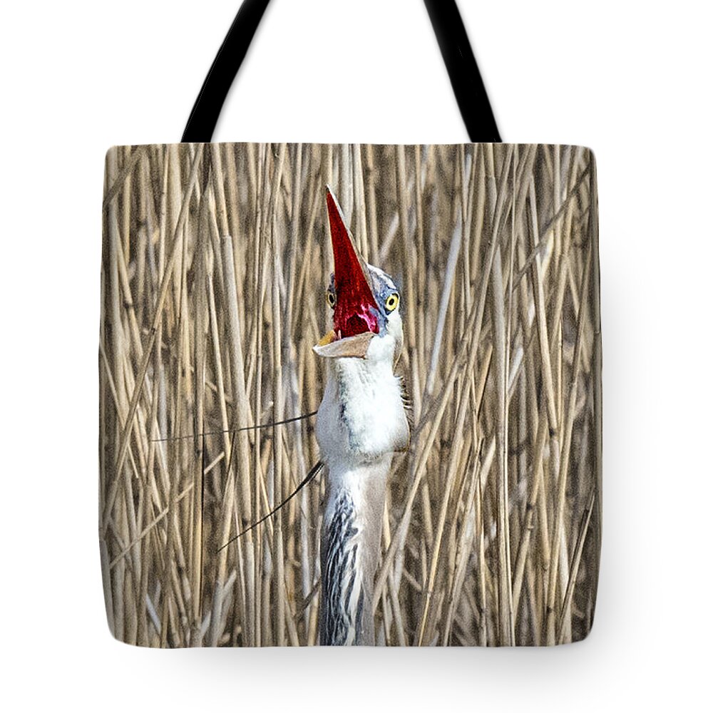 Bird Tote Bag featuring the photograph Shout It Out by William Bitman