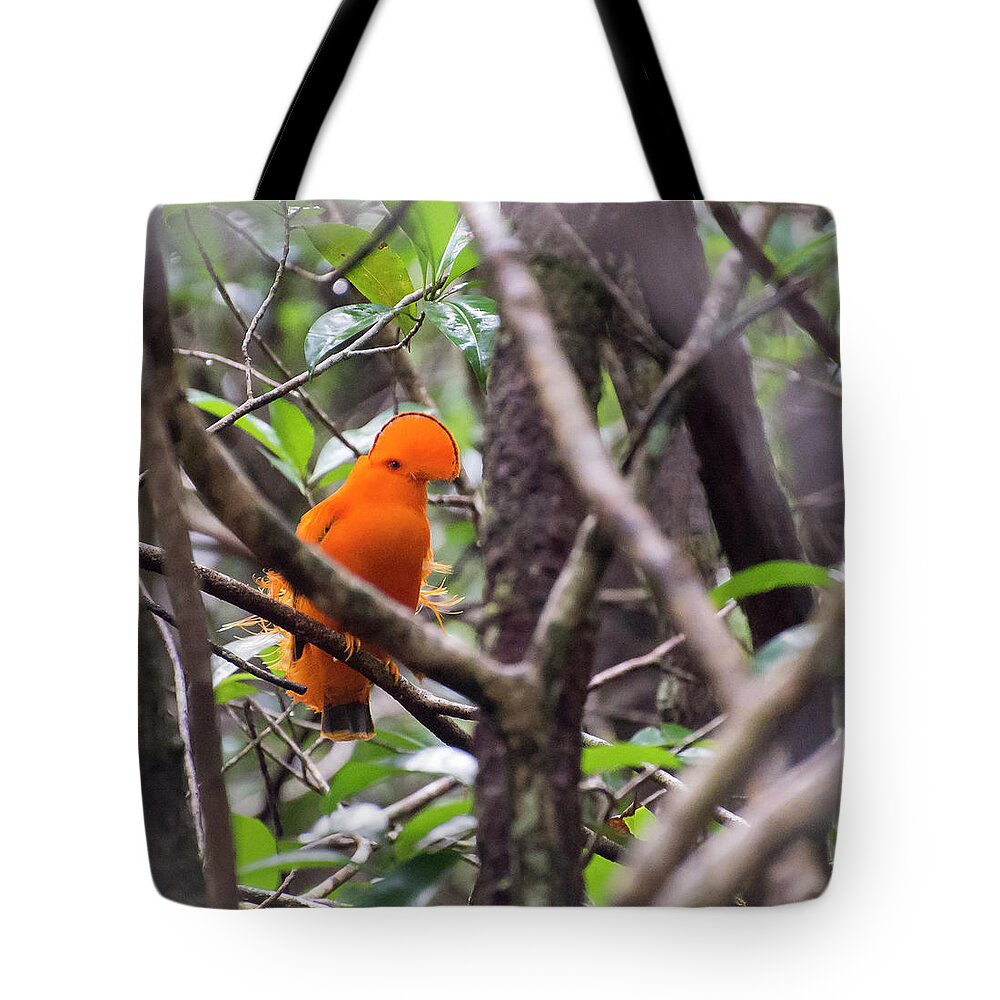 Cock Tote Bag featuring the photograph Showdown in Brazil by Alex Lapidus