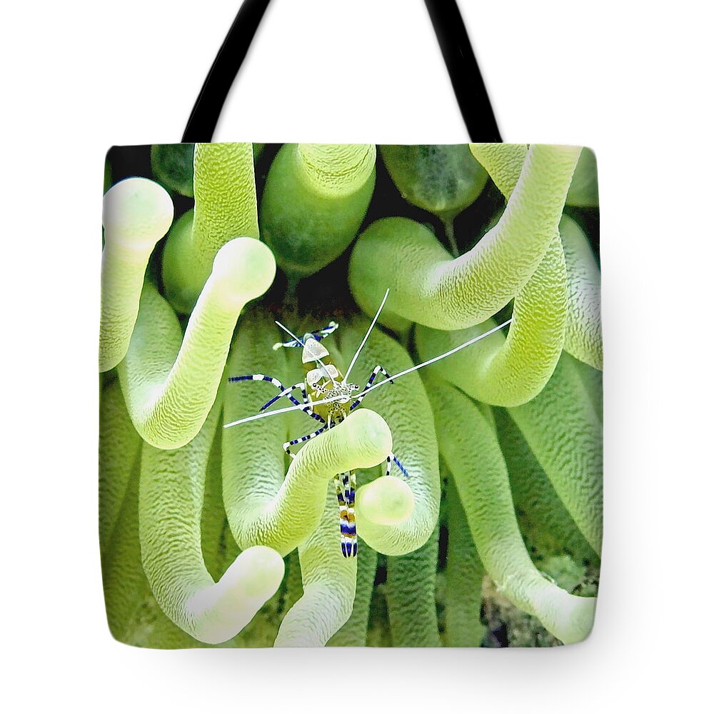 Anemone Tote Bag featuring the photograph Shrimp and the Anemone by Amy McDaniel