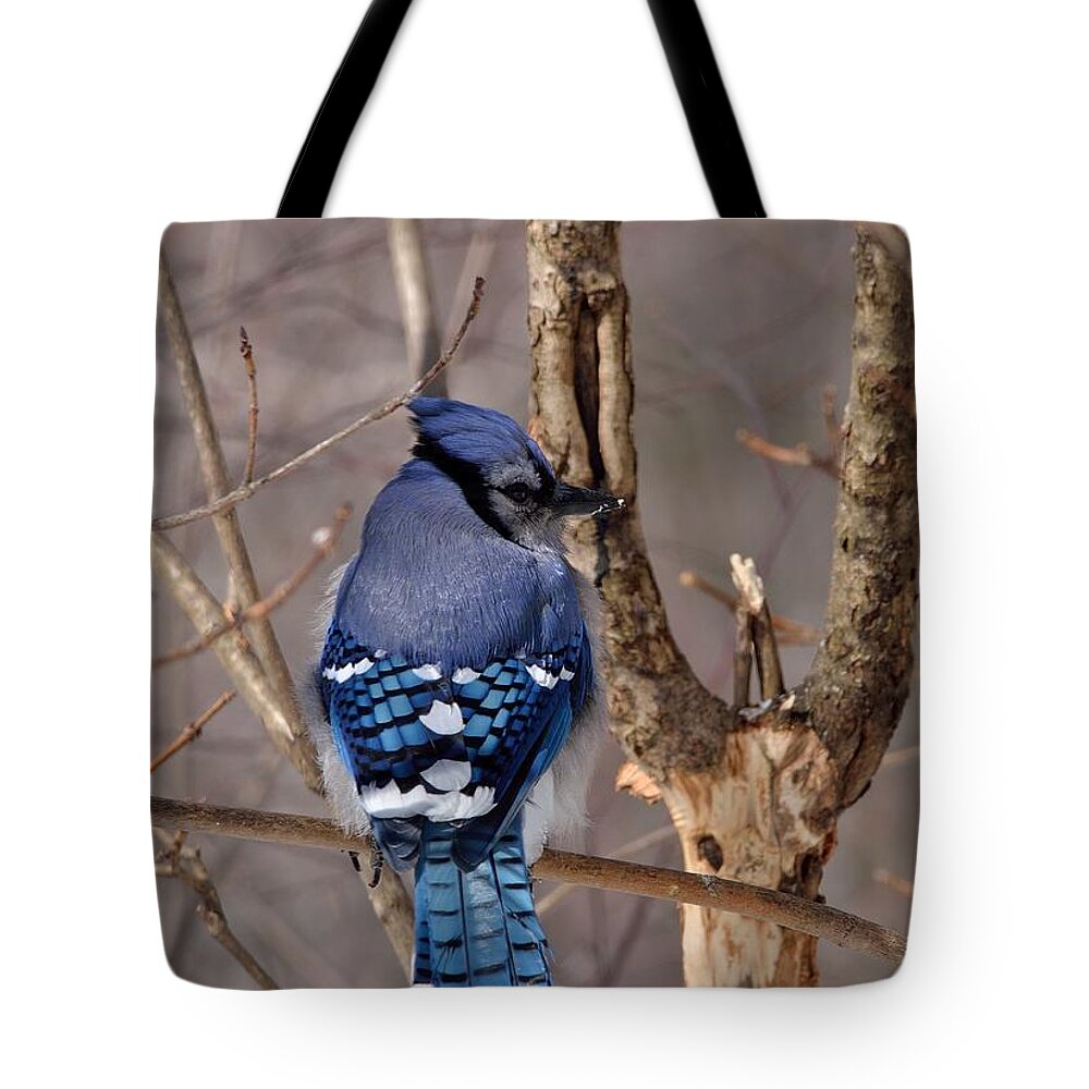 Outdoor Tote Bag featuring the photograph Shy Blue Jay by David Porteus