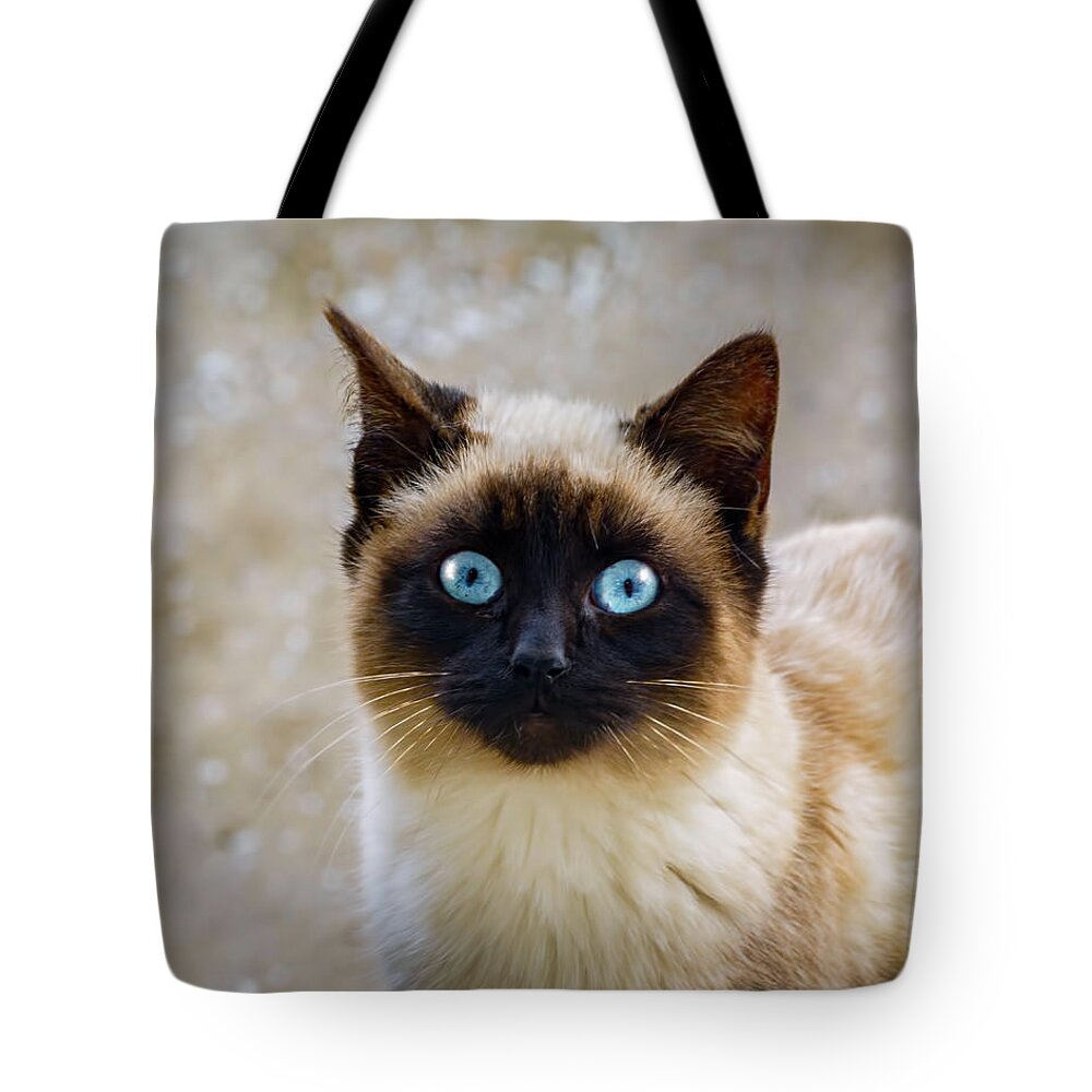 Watch Tote Bag featuring the photograph Siamese Cat by LeeAnn McLaneGoetz McLaneGoetzStudioLLCcom