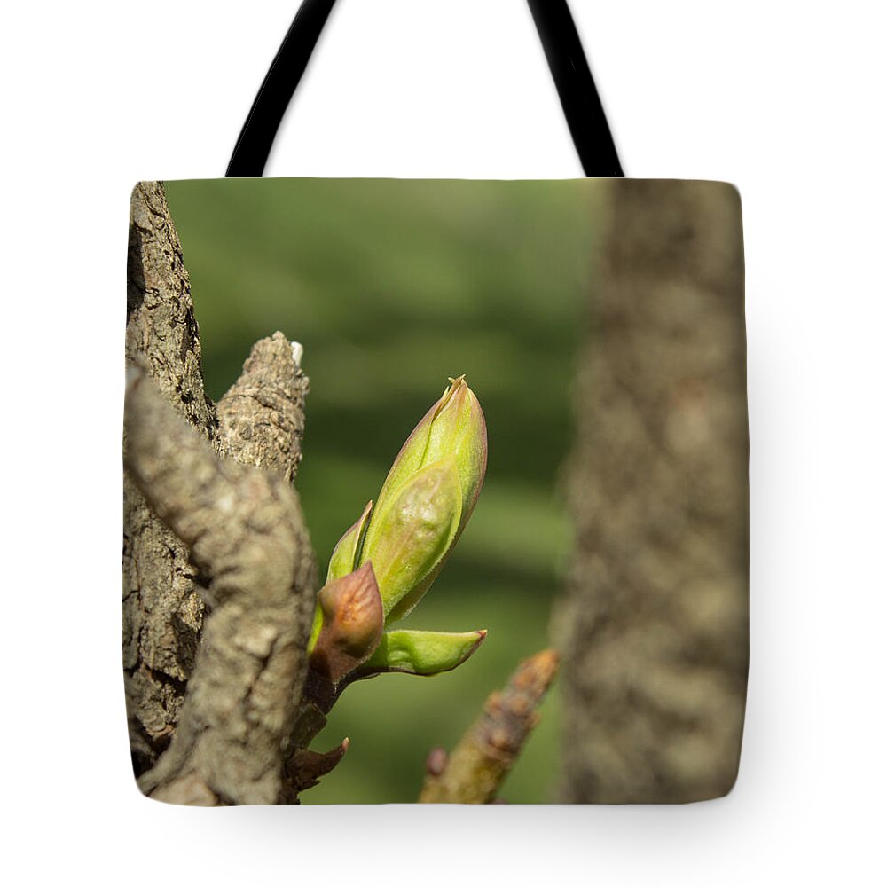 Lilac Tote Bag featuring the photograph Signs of Spring by Lori Lynn Sadelack