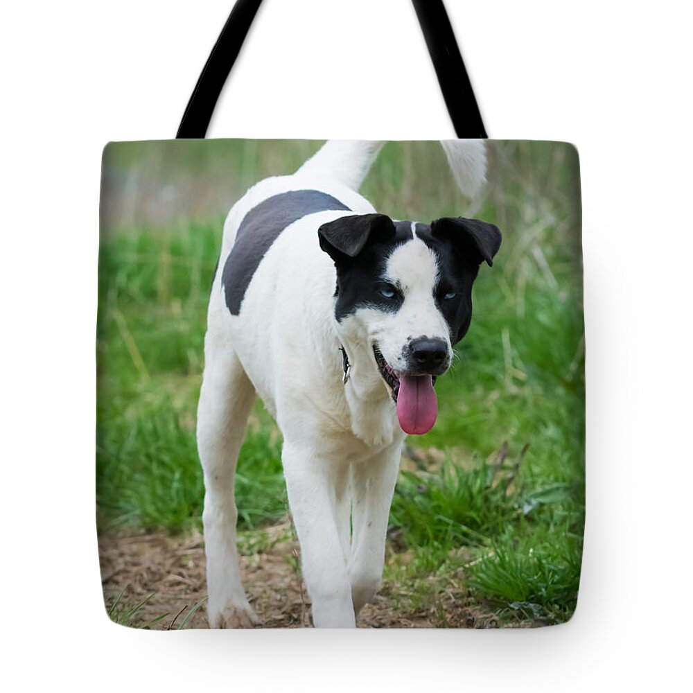 Dog Tote Bag featuring the photograph Silly Dog by Holden The Moment