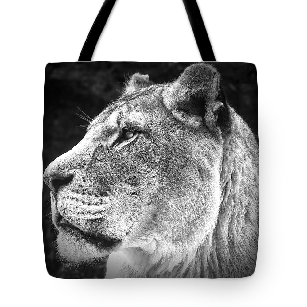 Silver Tote Bag featuring the photograph Silver Lioness - SquareFormat by Chris Boulton