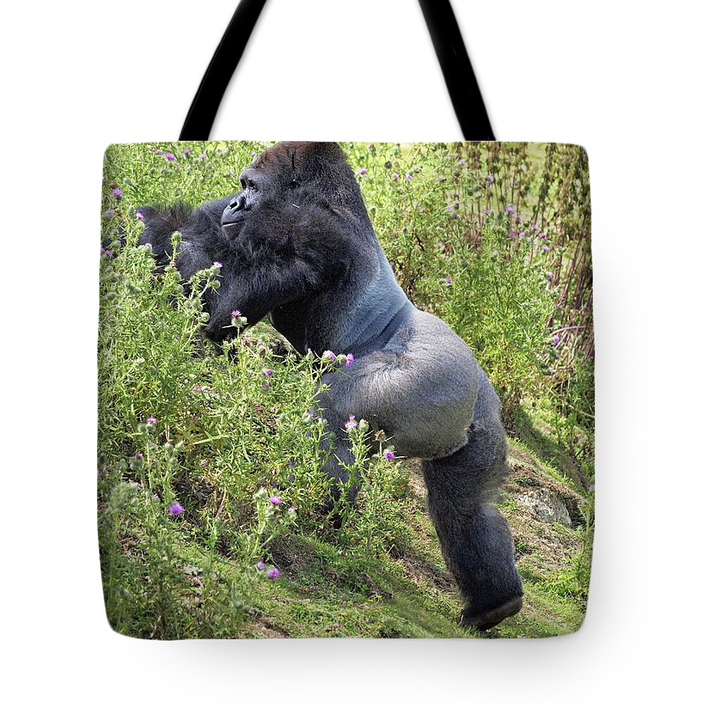 Animals Tote Bag featuring the photograph Silverback by Richard Denyer