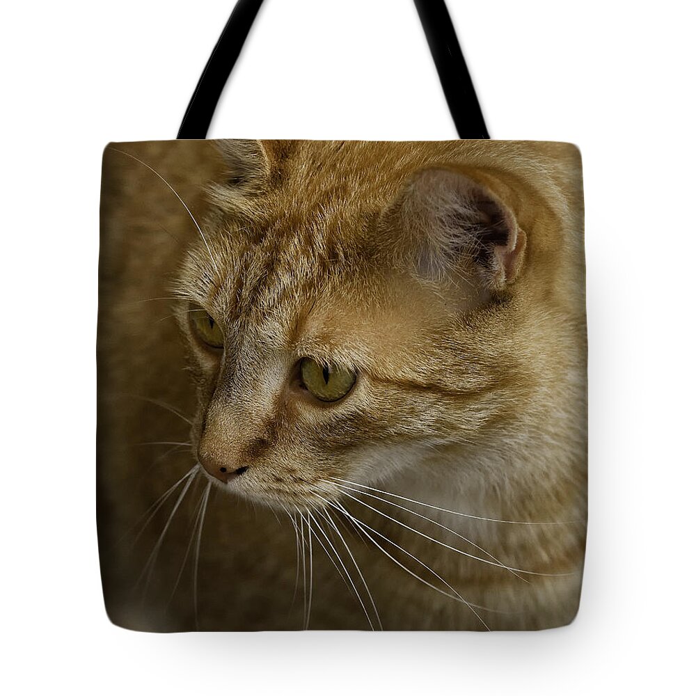 Simba The Cat Tote Bag featuring the photograph Simba by Michael Dougherty