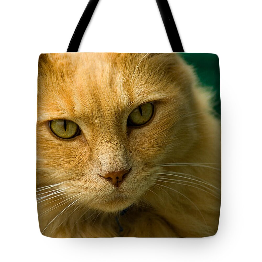 Cat Tote Bag featuring the photograph Simba the Cat by Harry Spitz