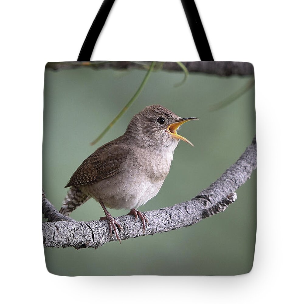 Wren Tote Bag featuring the photograph Singing House Wren by Ben Foster