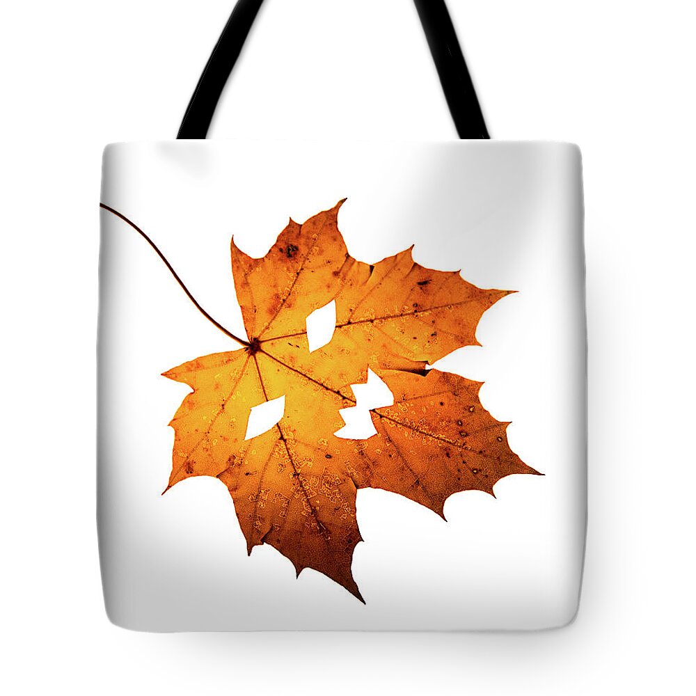 Fall Tote Bag featuring the photograph Single Halloween Maple Leaf by Susan Bandy