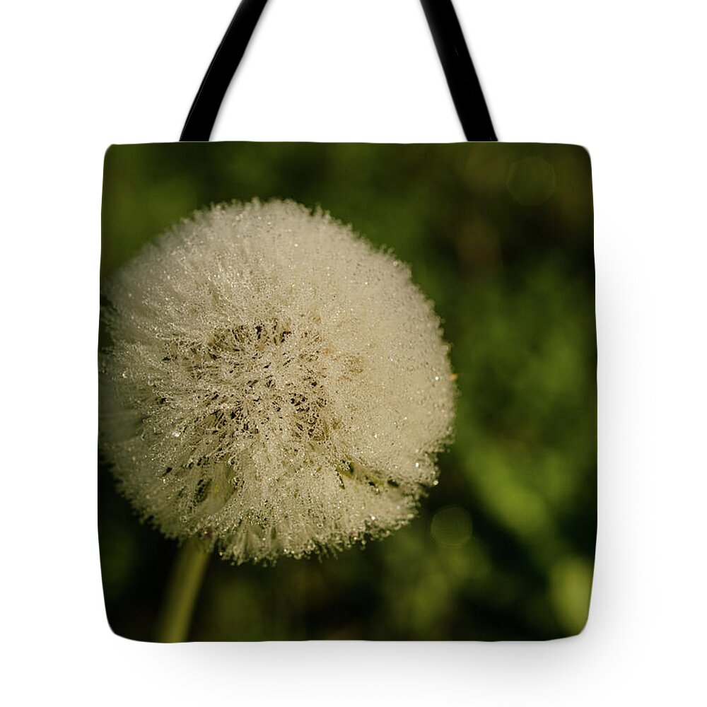 Forest Tote Bag featuring the photograph Single in Autumn by Miguel Winterpacht