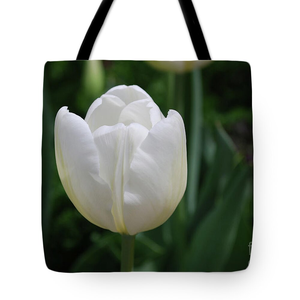Tulip Tote Bag featuring the photograph Single Plain White Blooming Tulip Flower Blossom by DejaVu Designs