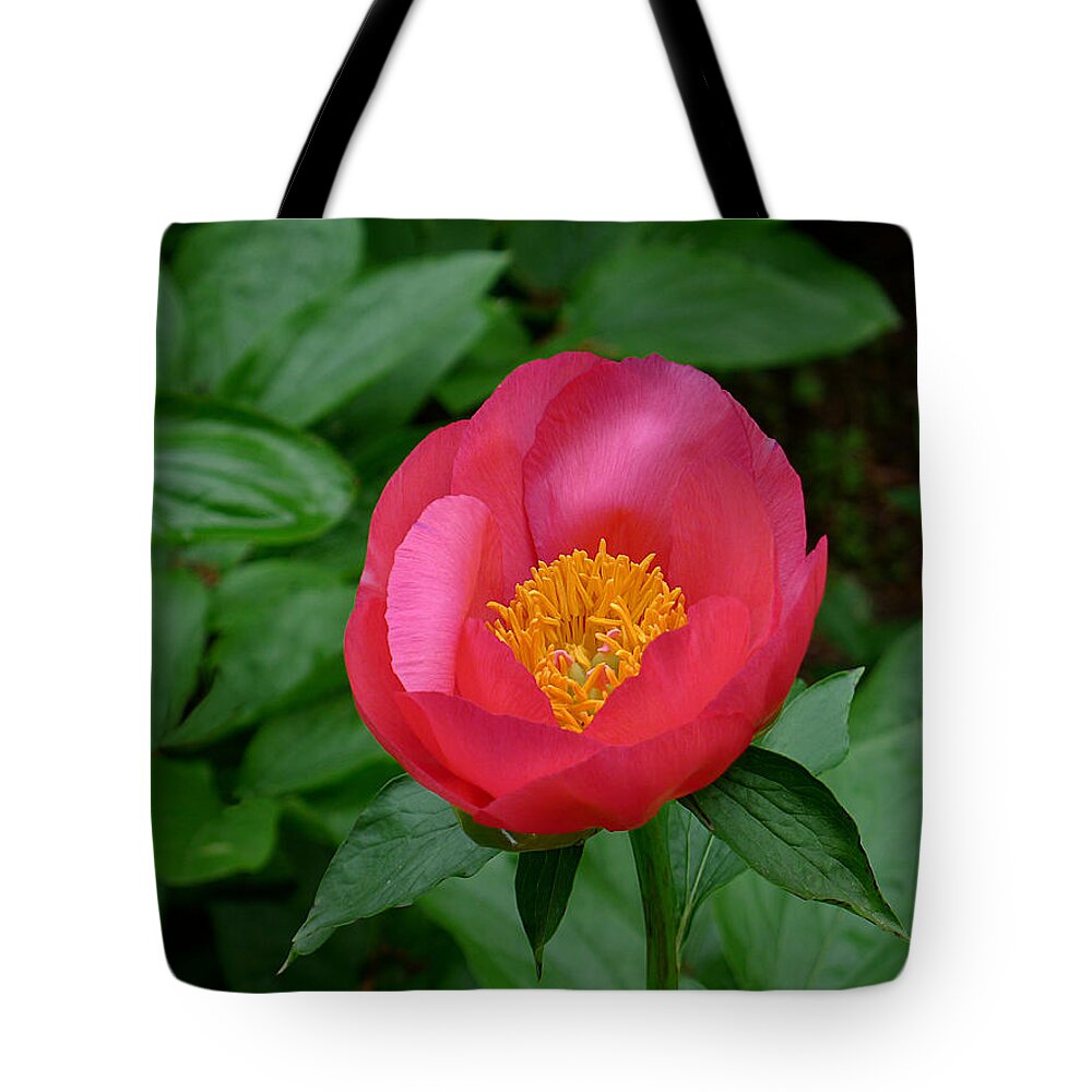 Richard Reeve Tote Bag featuring the photograph Single Red Peony by Richard Reeve