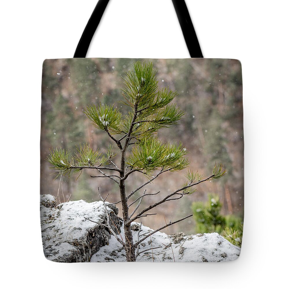 Dakota Tote Bag featuring the photograph Single Snowy Pine by Greni Graph
