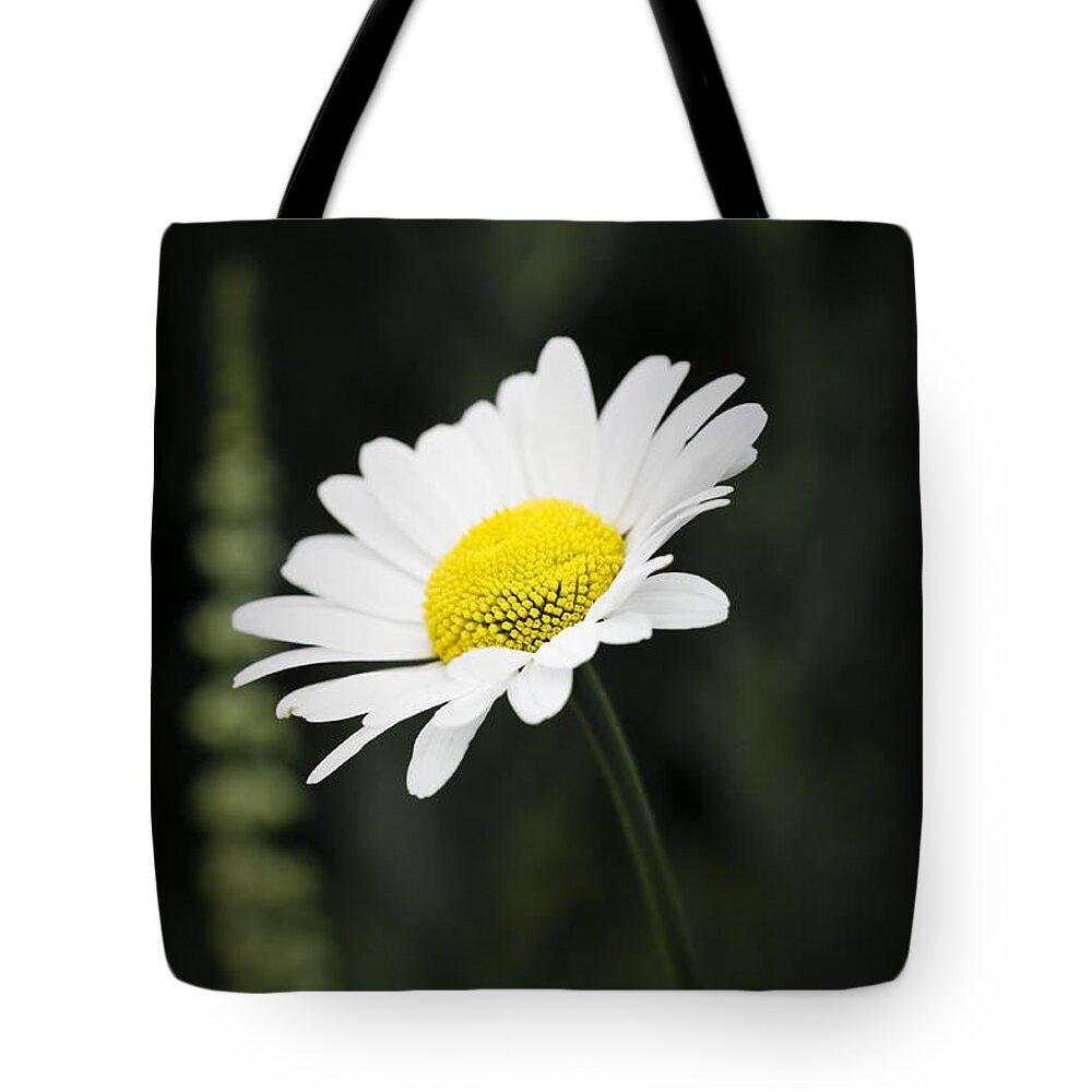 Flower Tote Bag featuring the photograph Single wild daisy by Simon Bratt