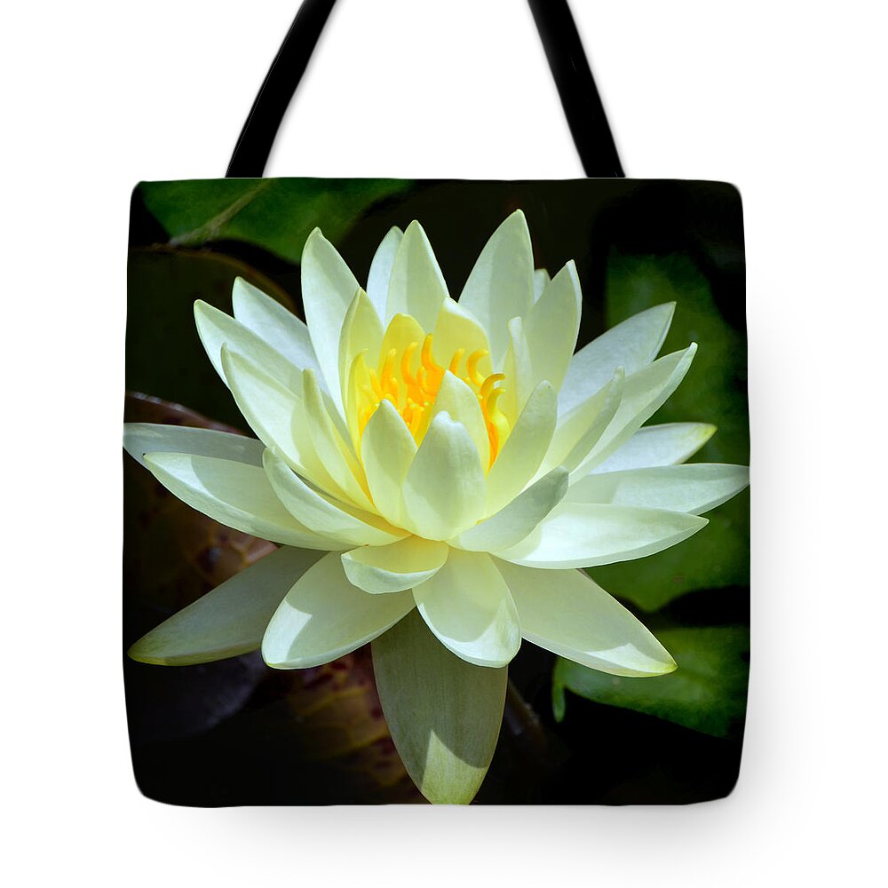 Water Tote Bag featuring the photograph Single Yellow Water Lily by Kathleen Stephens