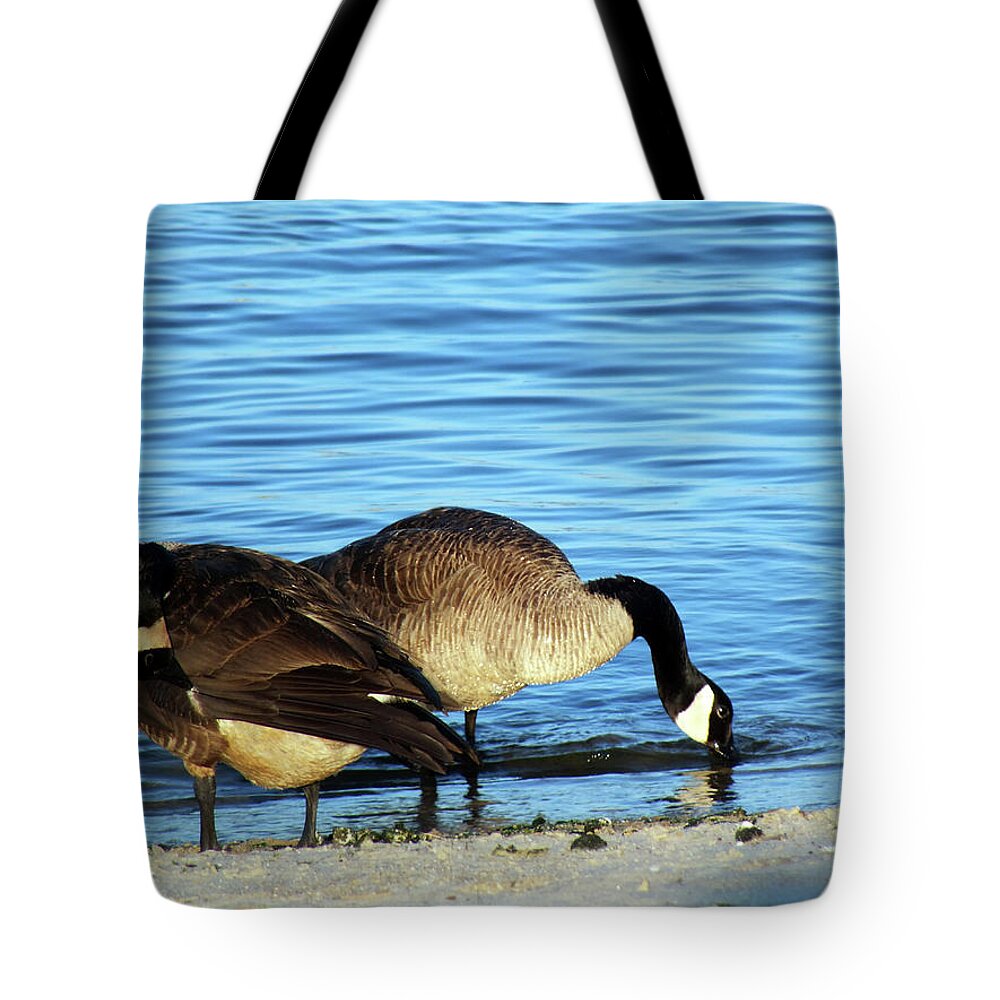 Geese Tote Bag featuring the photograph Sipping and Preening on the Beach by Kimmary MacLean
