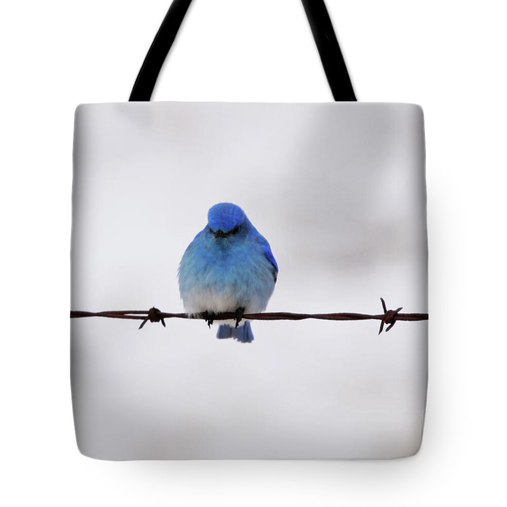 Sitting On Barbed Wire Tote Bag featuring the photograph Sitting on Barbed Wire by Alyce Taylor