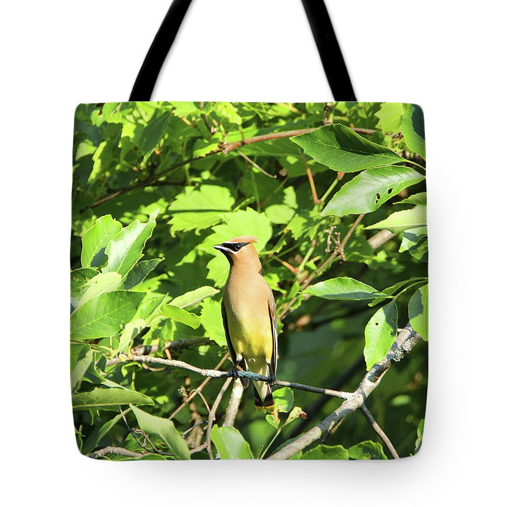 Wildlife Tote Bag featuring the photograph Sitting Pretty by David Stasiak